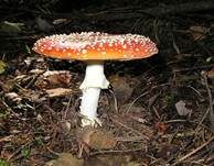 Fliegenpilz, Foto 6