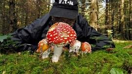 Fliegenpilz, Foto 43