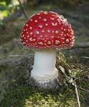 Fliegenpilz, Foto 45