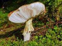 Fliegenpilz, Foto 46