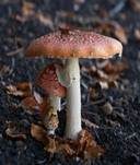 Fliegenpilz, Foto 48