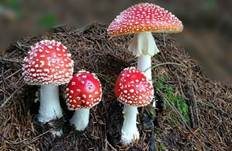 Fliegenpilz, Foto 50