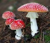 Fliegenpilz, Foto 51