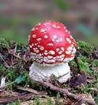 Fliegenpilz, Foto 53
