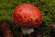 Fliegenpilz, Foto 55