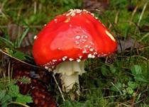 Fliegenpilz, Foto 56