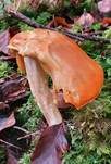 Fliegenpilz, Foto 58