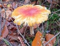 Fliegenpilz, Foto 60