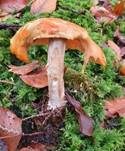 Fliegenpilz, Foto 61