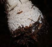 Fliegenpilz, Foto 8