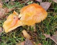 Fliegenpilz, Foto 65
