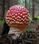 Fliegenpilz, Foto 66
