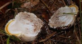 Fliegenpilz, Foto 9