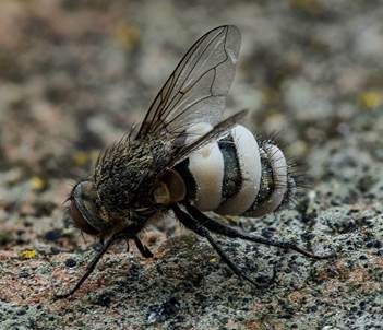 Fliegentöter, Foto 2