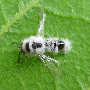 Fliegentöter, Foto 4