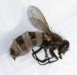 Fliegentöter, Foto 6
