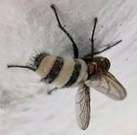 Fliegentöter, Foto 7
