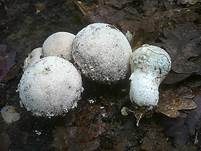 Flockenstäubling, Foto 22