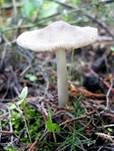 Flockenstieliger Dachpilz, Foto 13