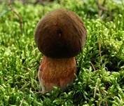 Flockenstieliger Hexenröhrling, Foto 47
