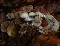 Flockenstieliges Graublatt, Foto 13