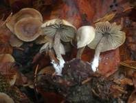 Flockenstieliges Graublatt, Foto 5