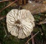 Flockiger Bitterling, Foto 6