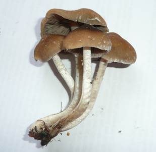 Ausgeflachter Faserling, Foto 3