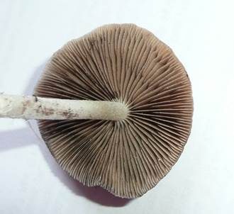 Ausgeflachter Faserling, Foto 6