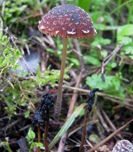 Flockiger Mürbling, Foto 4