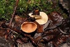 Flockiger Risspilz, Foto 7