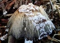 Flockiger Tintling, Foto 6
