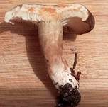 Flügelsporiger Milchling, Foto 8