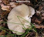 Austernseitling, Foto 50