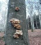 Austernseitling, Foto 69