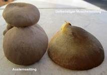 Austernseitling, Foto 92