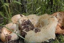 Fransenmilchling, Foto 7