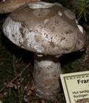 Fransiger Wulstling, Foto 17