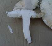 Fransiger Wulstling, Foto 22