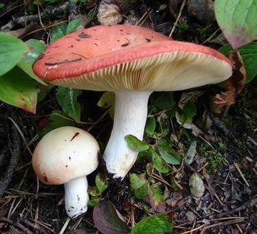 Freudiger Täubling, Foto 2