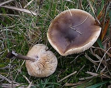 Friesscher Weichritterling, Foto 2
