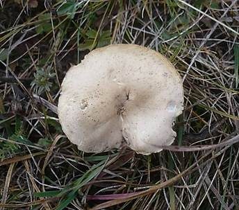 Friesscher Weichritterling, Foto 4