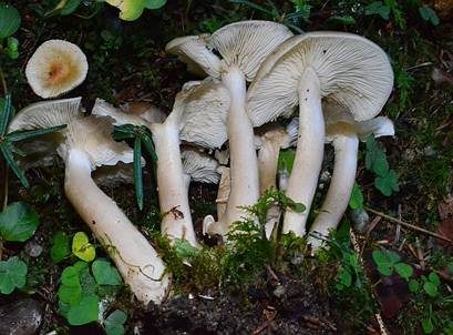 Frostrasling, Foto 2