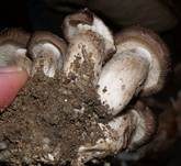 Frostrasling, Foto 4