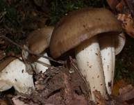Frostrasling, Foto 5