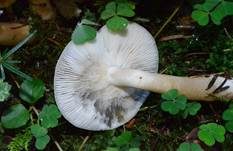 Frostrasling, Foto 7