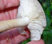 Frostrasling, Foto 8