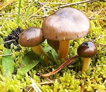 Frostschneckling, Foto 3