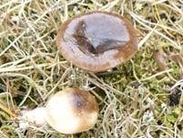 Frostschneckling, Foto 12
