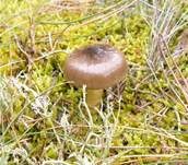 Frostschneckling, Foto 14